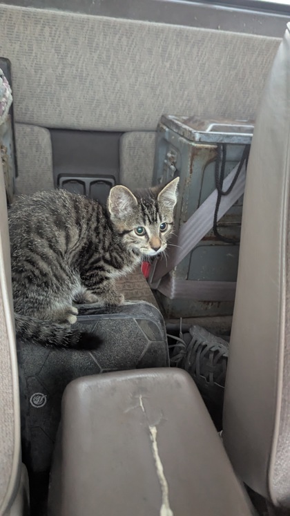 Cat