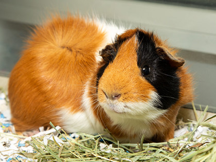 View Batman the Small&furry Photo #2