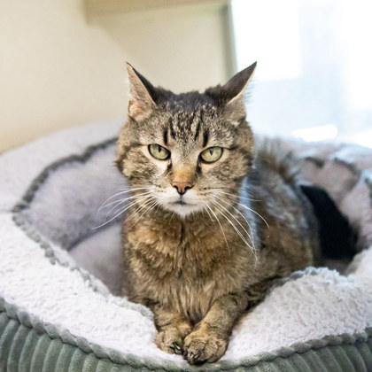 View Buckaroo the Cat Photo #2