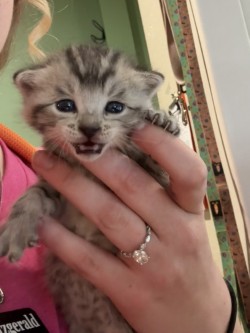 Photo of Caramel