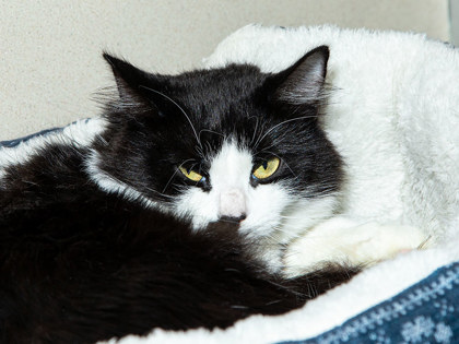 Learn More About Coco Photo of Coco