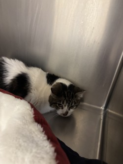 Photo of Chowder