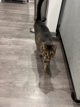Help Rehome This Cat Cat