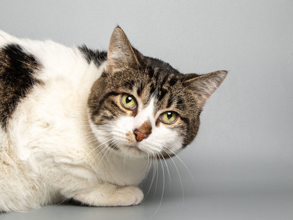 Learn More About Chowder Photo of Chowder