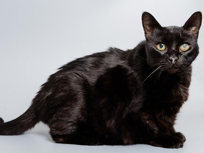 View Galaxy the Cat Photo #2
