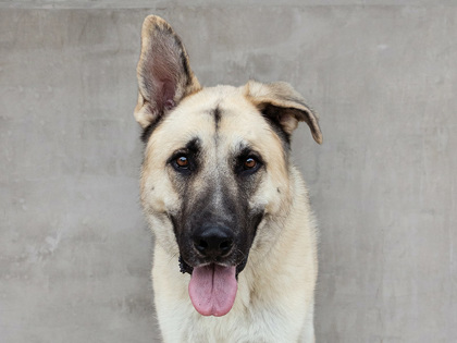 Learn More About Zeus Photo of Zeus