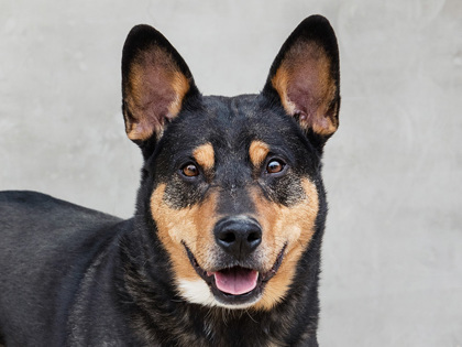 Learn More About Jonesy Photo of Jonesy
