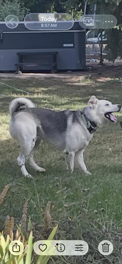 Dog