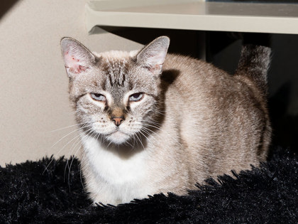 View Prima the Cat Photo #2