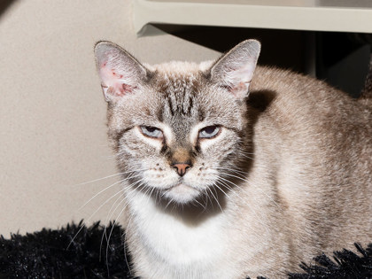 Learn More About Prima Photo of Prima