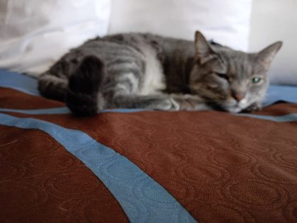 Help Rehome This Cat Cat