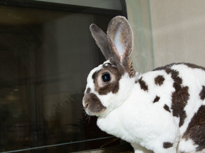 Learn More About Twix Photo of Twix