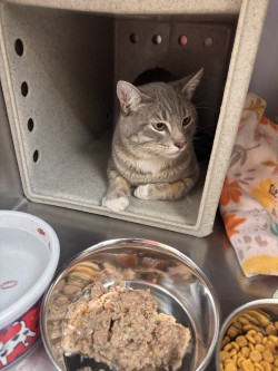 Barn Cat Stitch