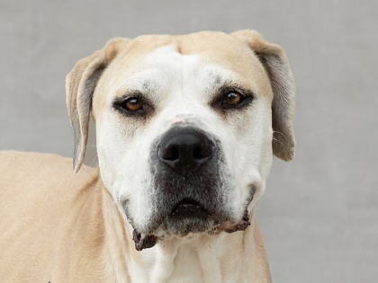 Learn More About Fifi Photo of Fifi