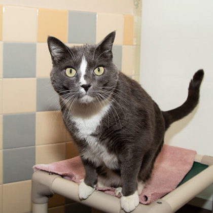 View Kitkat the Cat Photo #2