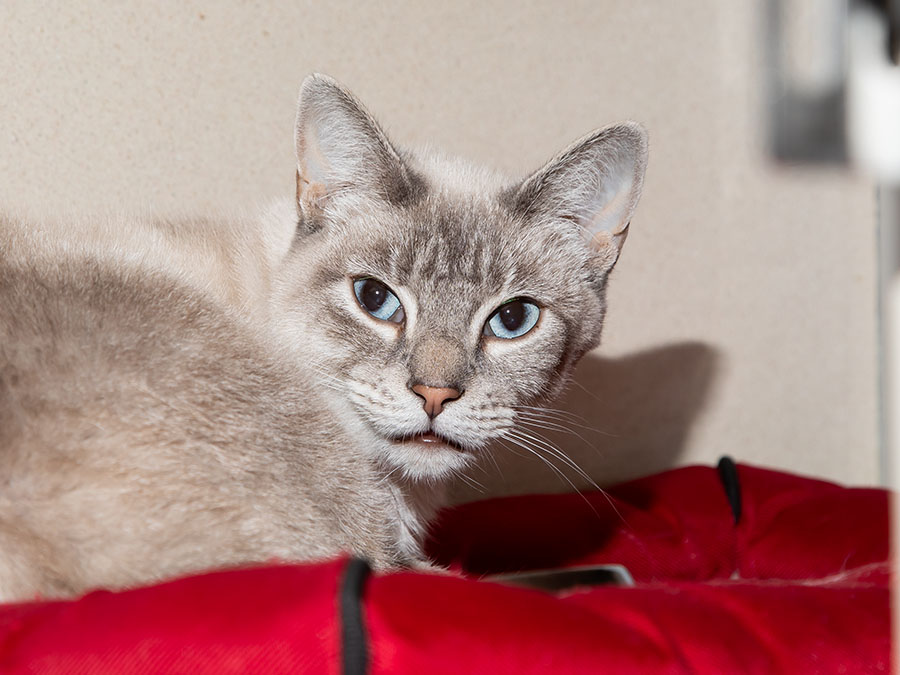 Learn More About Tuna Photo of Tuna