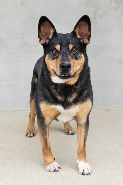 View Jonesy the Dog Photo #3