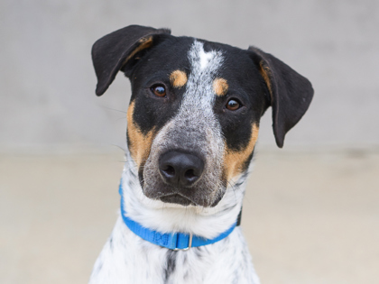 Learn More About Rosco Photo of Rosco