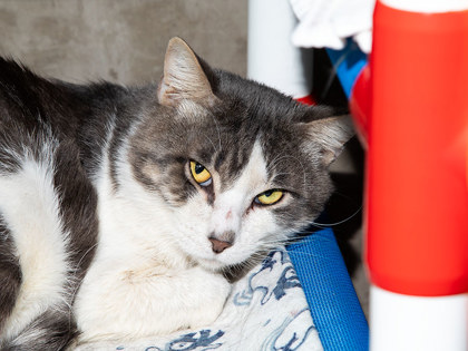 Learn More About Oscar Photo of Oscar