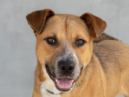 Learn More About Julius Photo of Julius