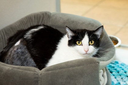 View Henrietta the Cat Photo #2
