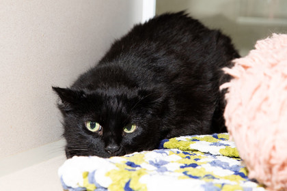 View Tearose the Cat Photo #2