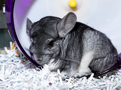 View Chong the Small&furry Photo #2