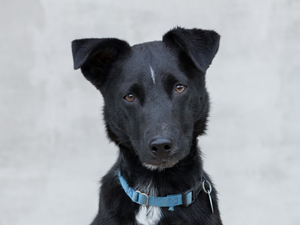 Learn More About Fido Photo of Fido