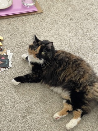 Help Rehome This Cat Cat