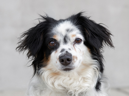 Photo of Maple