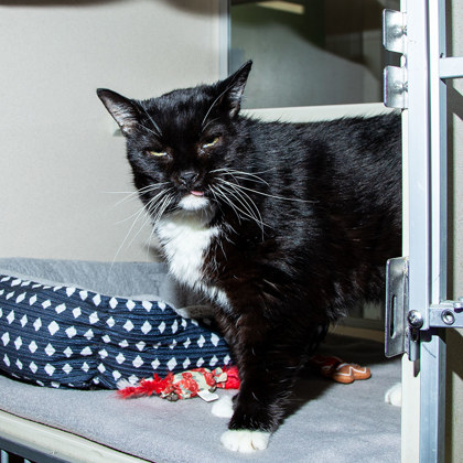 View Darlo the Cat Photo #2