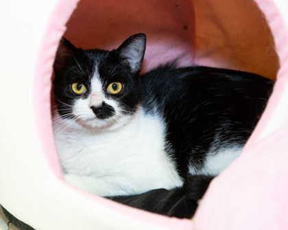 View Lia the Cat Photo #2