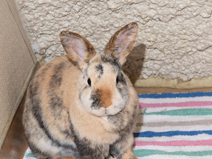 Learn More About Smudge Photo of Smudge