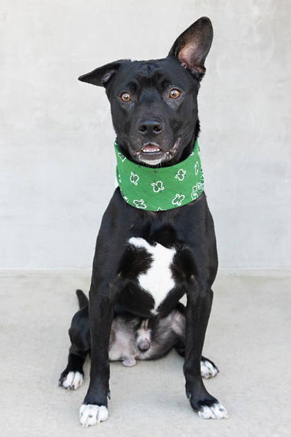 View Hoss the Dog Photo #2