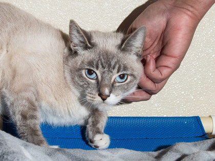 Learn More About Snicker Photo of Snicker