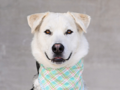 Learn More About Tonka Photo of Tonka
