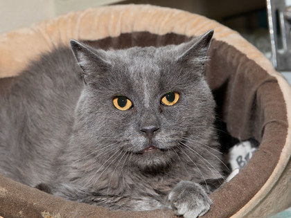 Learn More About Wren Photo of Wren