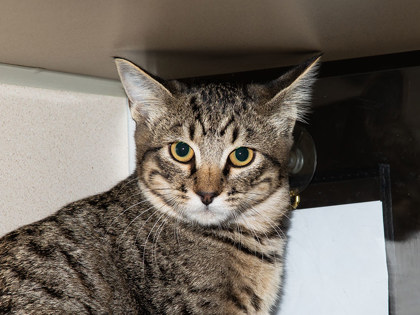 Learn More About Pickle Photo of Pickle