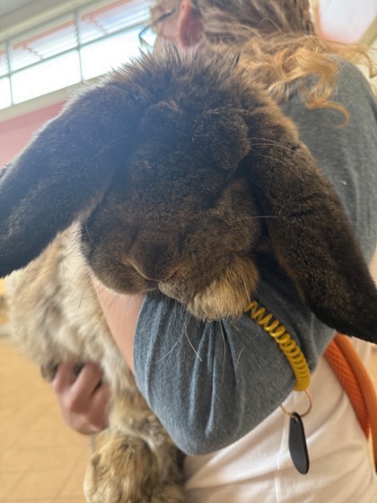 Rabbit