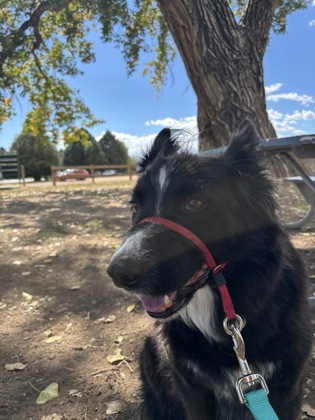 Learn More About Max Photo of Max