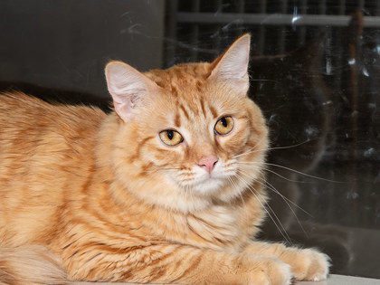 Learn More About Albus Photo of Albus
