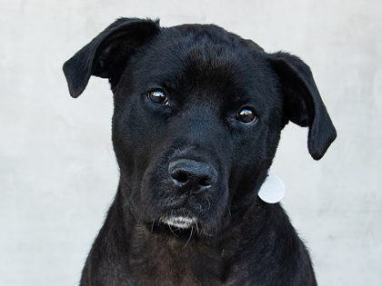 Photo of Starry