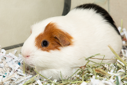 View Theodore the Small&furry Photo #2