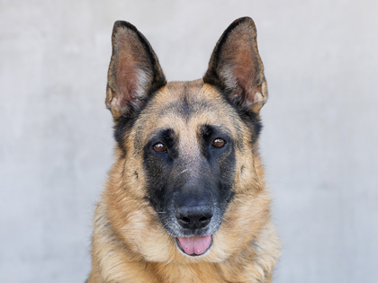 Learn More About Glory Photo of Glory