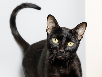 Learn More About Mamba Photo of Mamba