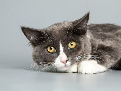 Learn More About Mowmow Photo of MowMow