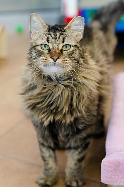 View Nala the Cat Photo #2