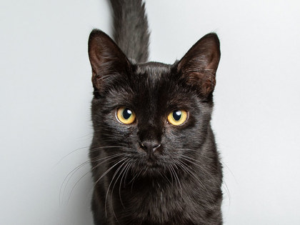 Learn More About Onyx Photo of Onyx