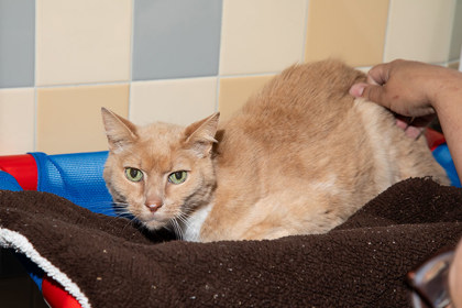 View Chuck the Cat Photo #2