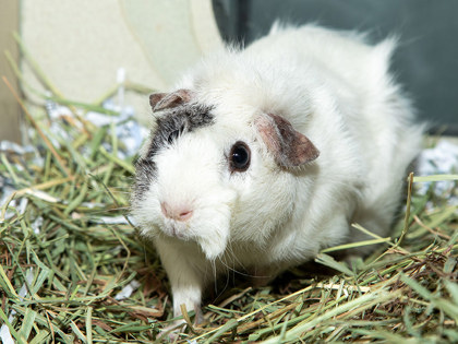 Learn More About Snowflake Photo of Snowflake